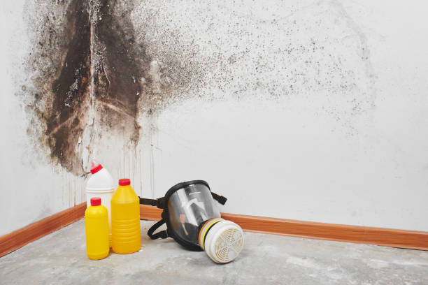 Best Mold Removal for HVAC Installations  in Freeburg, IL